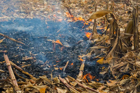 farmer arson post-harvest remains of corn, which resulted in the killing of microorganisms, as well as small animals and smoke, discharging heavy metals into the atmosphere.の写真素材