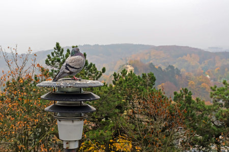 a puffed pigeon sits on a lantern on a background of trees with colorful leaves in the midst of...