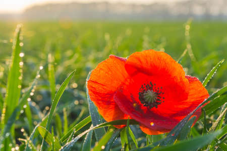 poppy in a field of winter wheat in late autumn at sunset under a clear sky with small clouds.の写真素材