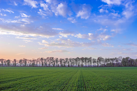 winter wheat with drops of dew in late autumn at sunset.の写真素材