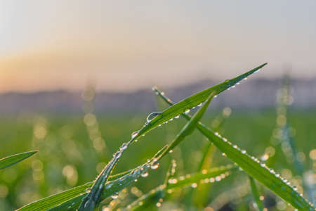 winter wheat with drops of dew in late autumn at sunset.の写真素材