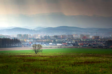 lonely tree in the sun against the city.の写真素材