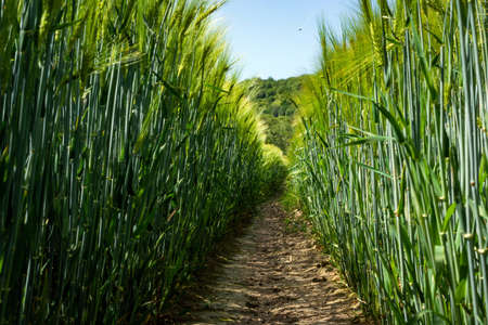 spikelets of green brewing barley in a fieldの写真素材