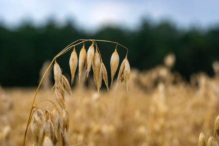 oats in the field yellow backgroundの写真素材