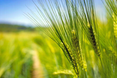 spikelets of green brewing barley in a fieldの写真素材