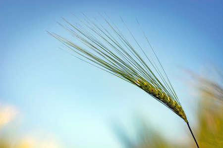 spikelets of green brewing barley in a fieldの写真素材
