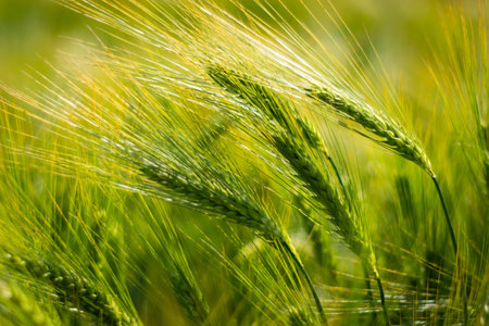 spikelets of green brewing barley in a field