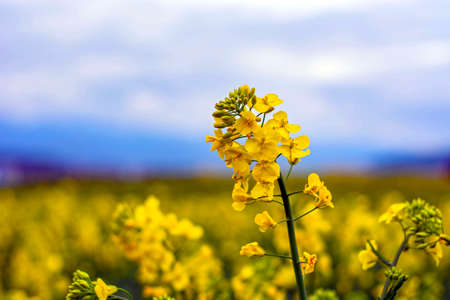Rape seed flowers at a blue sky with white cloudsの写真素材