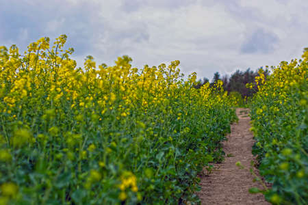 Rape seed flowers at a blue sky with white cloudsの写真素材