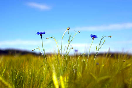 A field with cornflowers and other wildflowersの写真素材