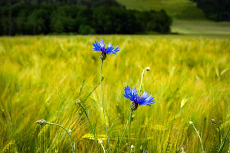 A field with cornflowers and other wildflowersの写真素材