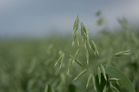 green oat field on summer day