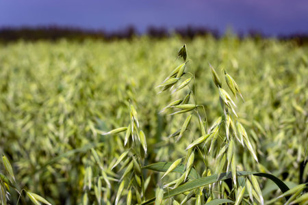 green oat field on summer day