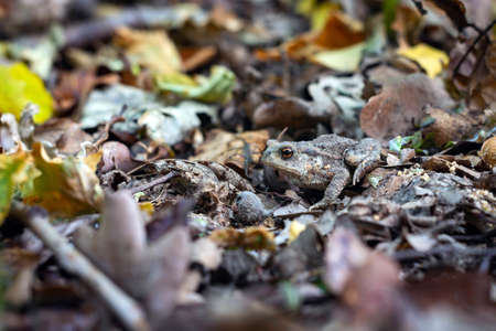 ground frog disguised among the leaves and branches in the forestの写真素材