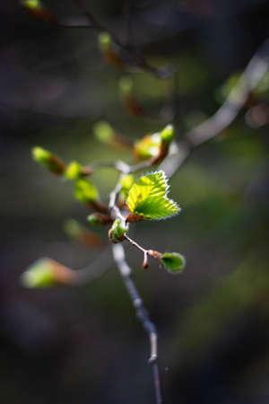 young leaves on a branch in the period of early springの写真素材