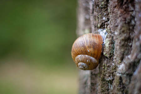 snail on the bark of a tree trunkの写真素材