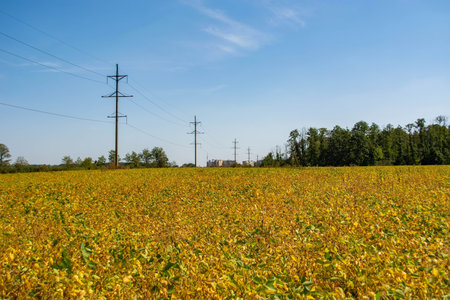 soybean pod filled with beans in a field against the sky.