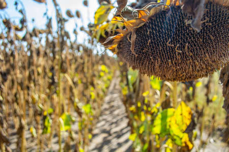 sunflowers in the phase of filling seeds, in a field, under a blue sky.の写真素材