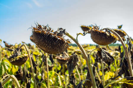 sunflowers in the phase of filling seeds, in a field, under a blue sky.の写真素材