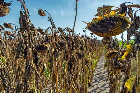 sunflowers in the phase of filling seeds, in a field, under a blue sky.の写真素材