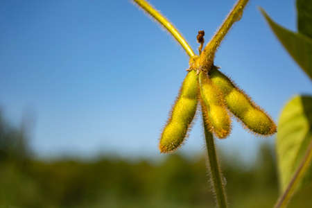 soybean pod filled with beans in a field against the sky.の写真素材