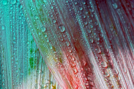 background of dried corn leaves with dew drops.の写真素材