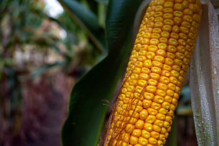 corn on the cob in a field with dew drops.の写真素材