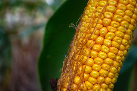 corn on the cob in a field with dew drops.の写真素材