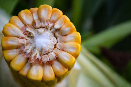 corn in the field during the ripening period. cobs filled with coarse grain.の写真素材
