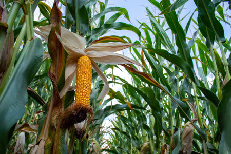 corn in the field during the ripening period. cobs filled with coarse grain.