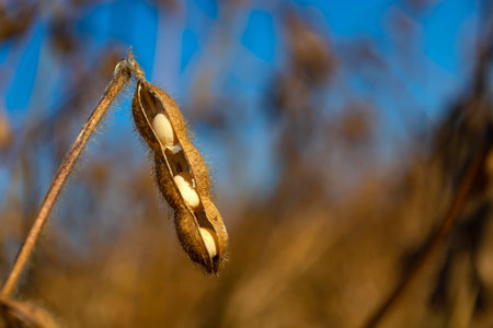 pods of ripe soybeans in a field in autumn on a sunny day.