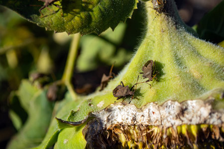 a large number of shieldbug eating sunflower plants on the field. insecticide parasite protection...