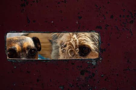 Dogs eyes in the fence of a shelterの写真素材