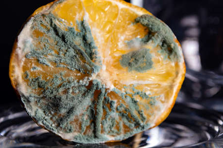 mold on a lemon in a glass bowl on a black mirror background.の写真素材