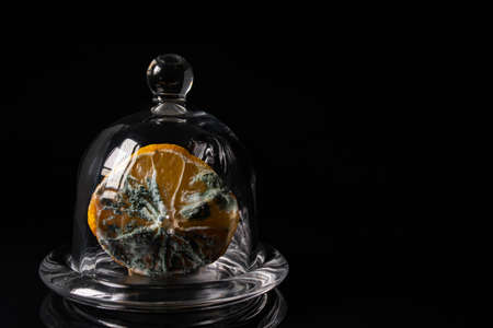 mold on a lemon in a glass bowl on a black mirror background.の写真素材