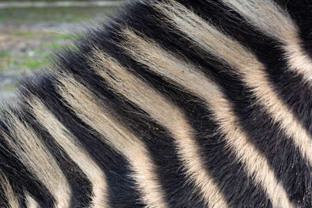 striped, black and white zebra skin background.の写真素材
