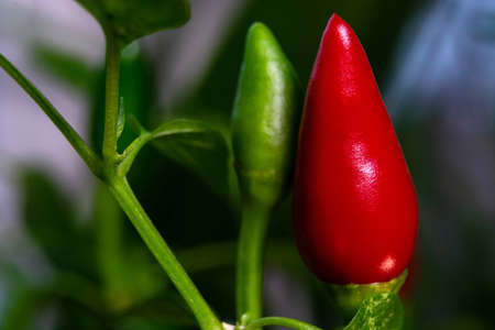 hot Mexican chili peppers in a field on a plant.の写真素材