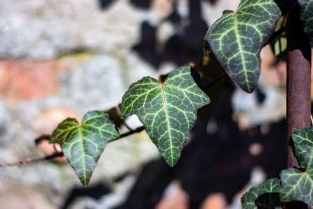 wild ivy leaves against a wall in early spring.の写真素材
