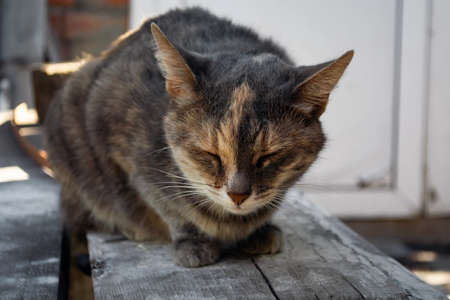 face of a beautiful cat on a background of a fence.の写真素材