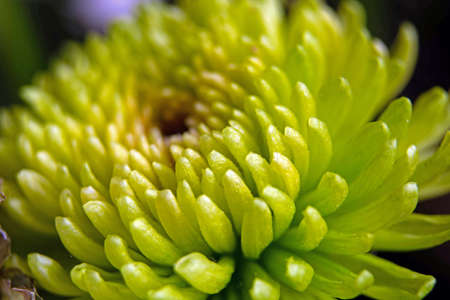 Macro Of A Green Chrysanthemum Flower. Abstract background.の写真素材