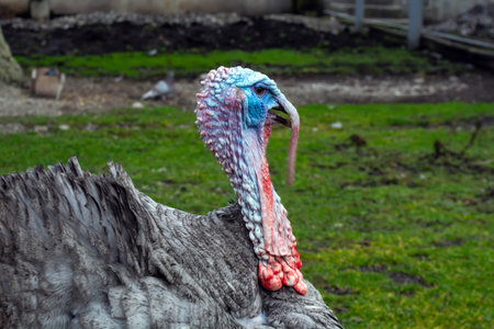 head of a large turkey walking in a meadow.の写真素材