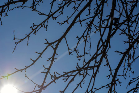 branches of a tree against the background of the read sky and sun.