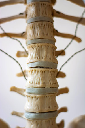 vertebrae of the human spine at the laboratory bench.