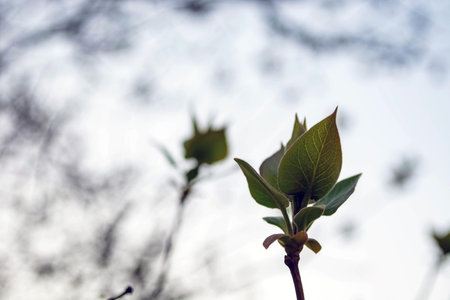 young leaves on trees in early spring in the forest.