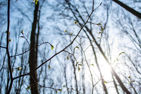 young leaves on trees in early spring in the forest.
