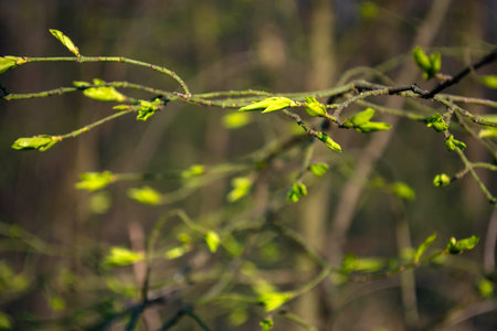 young leaves on trees in early spring in the forest.