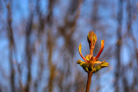 young leaves on trees in early spring in the forest.の写真素材