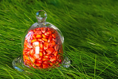 pickled, red corn seeds for sowing in a vessel on a grass background.