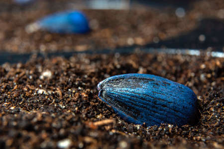 pickled, blue, ready-to-plant sunflower seeds against soil and grass.の写真素材