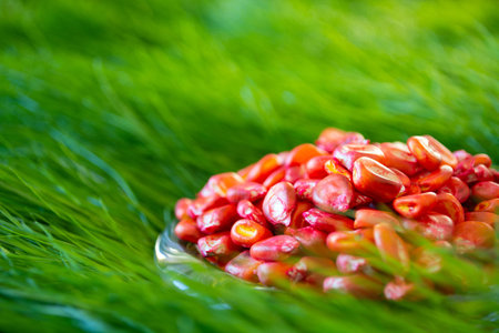 pickled, red corn seeds for sowing in a vessel on a grass background.の写真素材